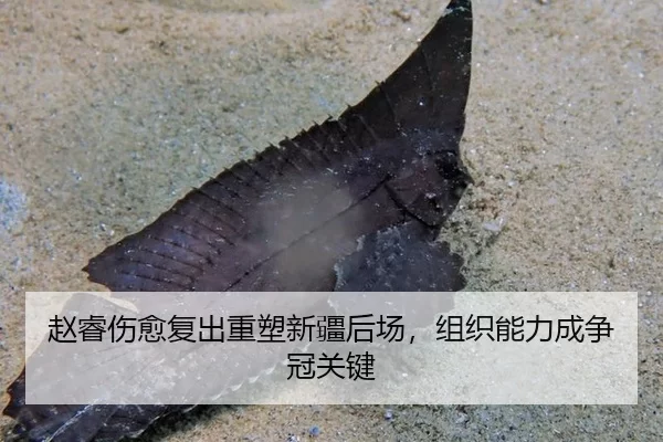 赵睿伤愈复出重塑新疆后场，组织能力成争冠关键